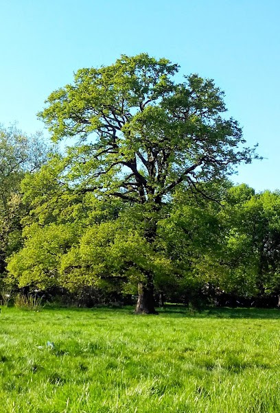 Un espace pour vous, Thérapeute Reiki à Lavaur
