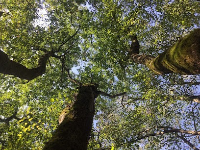 Magali Natur’harmonie, Thérapeute Reiki à Domessin