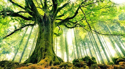 Audrey DIAZ ROSELLO - Intui&nergie, Thérapeute Reiki à Roanne