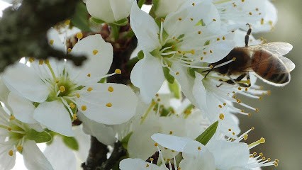 Courvoisier Héléne, Thérapeute Reiki à Frontenay