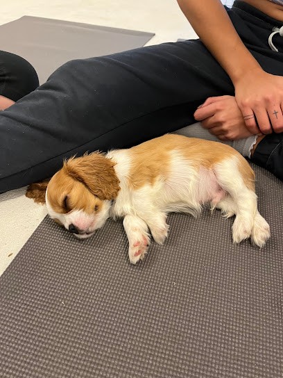 Puppies Yoga Lyon, Cours de Yoga à Lyon 08
