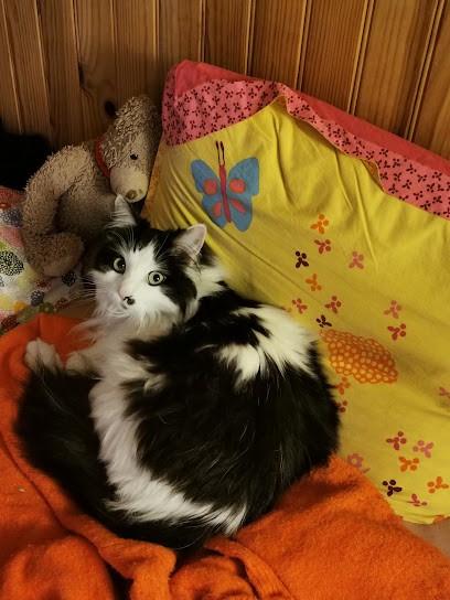 Gaëlle Terrier - Giauffret Communication Animale Et Energétique Pour Animaux, Thérapeute Reiki à Saint-Jans-Cappel