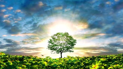 Isabelle Berthet, Thérapeute Reiki à Sannes