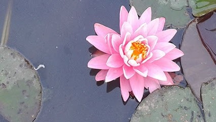 Elaine Garcia Alves - Yoga - Sophrologie - Care Bien-Être - Meditation - Circulaires, Cours de Yoga à Saint-Vallier