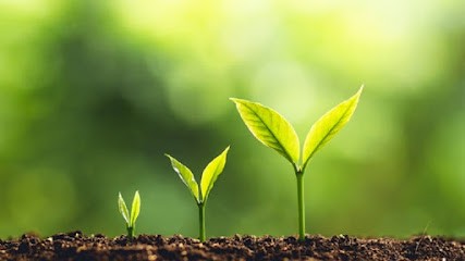 Mélodie Meunier : Gestion Du Stress Et Des émotions - Conseillère Agréée En Fleurs De Bach - Reiki - Hypnose, Thérapeute Reiki à Pont-de-l'Isère