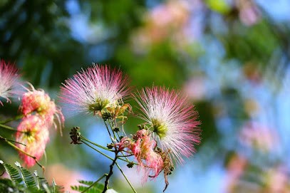 Praticienne Reiki (3me degré) - Soins énergétiques - Magnétisme - Méditations guidées avec bols tibétains, Thérapeute Reiki à Saint-Dizier