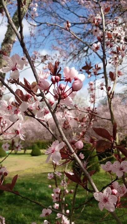 NATURO PAT, Thérapeute Reiki à Courcoué