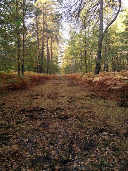 Magnétiseur, Véronique Goubert de Cauville, Thérapeute Reiki à Chaumont-sur-Tharonne
