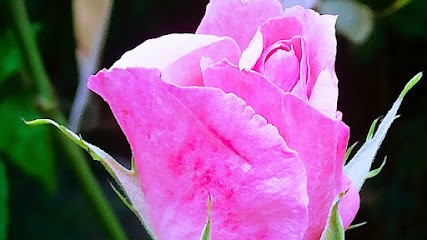 ENERGIES REIKI, Thérapeute Reiki à Chatou