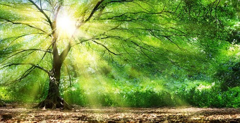 Dothy Cours De Yoga Et Soins, Cours de Yoga aux Herbiers