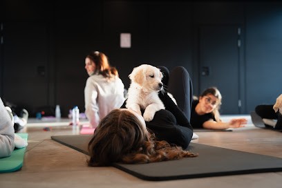 Puppy Yoga Lille, Cours de Yoga à Lompret