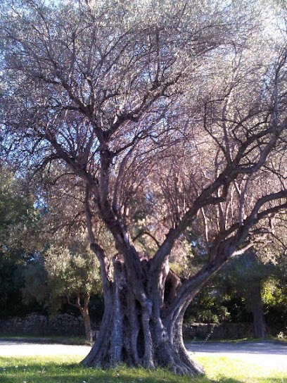 Association L'union Du Yoga, Cours de Yoga à Ollioules