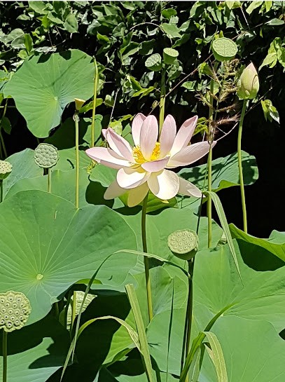 Syreiki, Thérapeute Reiki à Montfort-sur-Boulzane
