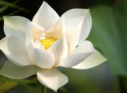 Dento Reiki, Thérapeute Reiki à Le Bouscat