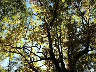 Yoga Vert Nature, Cours de Yoga à Saint-Barthélemy-de-Bussière