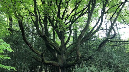 L'atelier Energétique Borealis - Maître Reiki, Thérapeute Reiki à Saint-Mandé