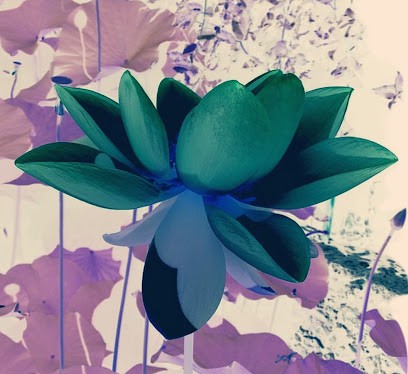 De l'Ether à la Lune - Rachel Fauqueux - Soins énergétiques Reiki Usui, LaHoChi, Rayons sacrés et Annales Akashiques, Thérapeute Reiki aux Mages