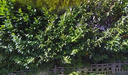 Ajinco, Thérapeute Reiki à Neuville-sur-Saône